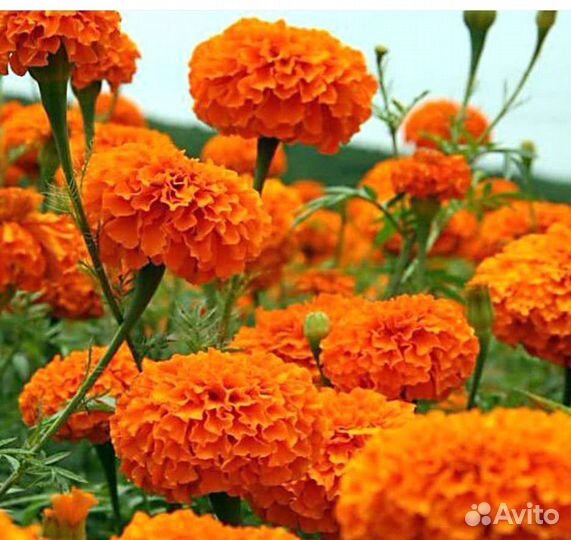 Чернобривцы.Семена