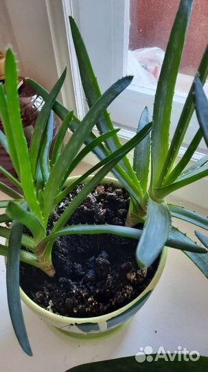 Алоэ столетник