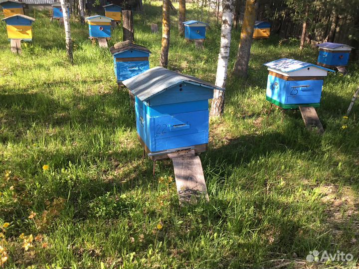 Петербурженка строит домики для пчел и спасает планету . Metro