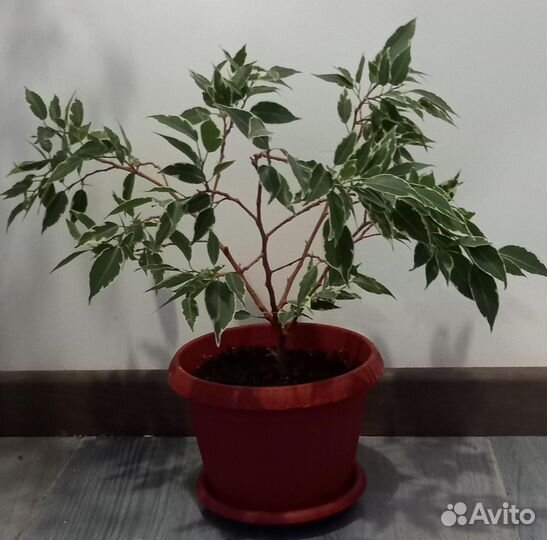Комнатные цветы