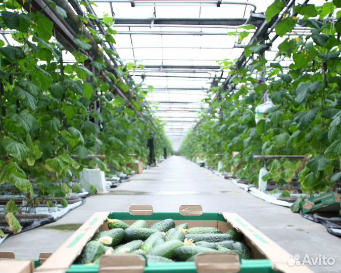 Работа сборщиком овощей в теплицы