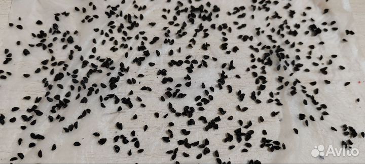 Семена зелёного чеснока(домашнего)многолетний