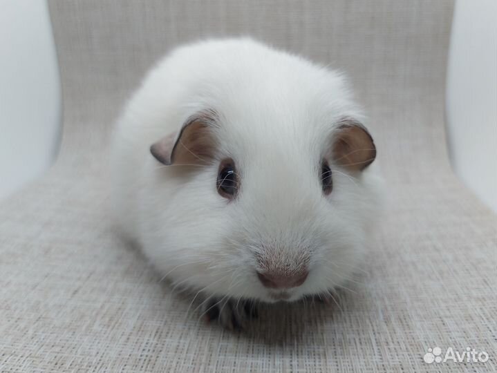 Морская свинка