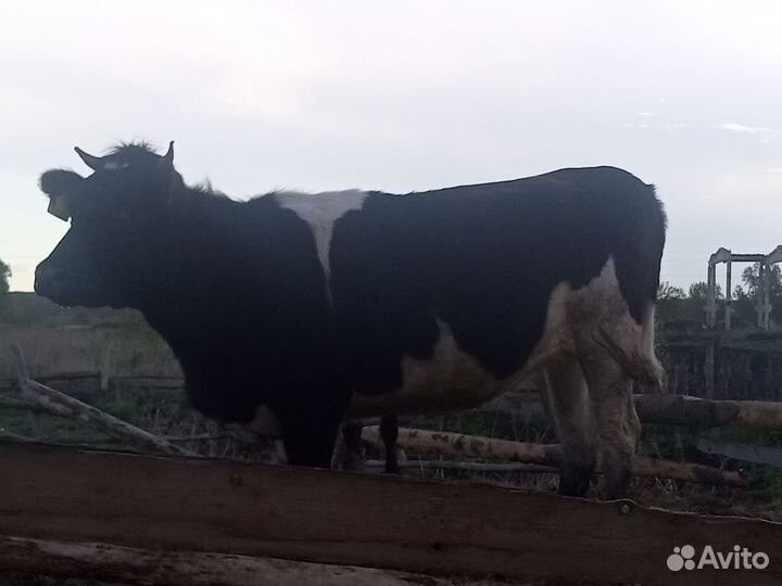 Коровы и телки стельные