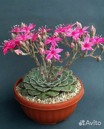 Граптопеталум, эхеверии