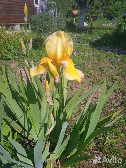 Саженцы растений из своего сада