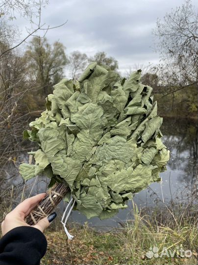 Веники дубовые