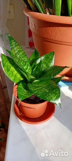 Сансевиерия ханни