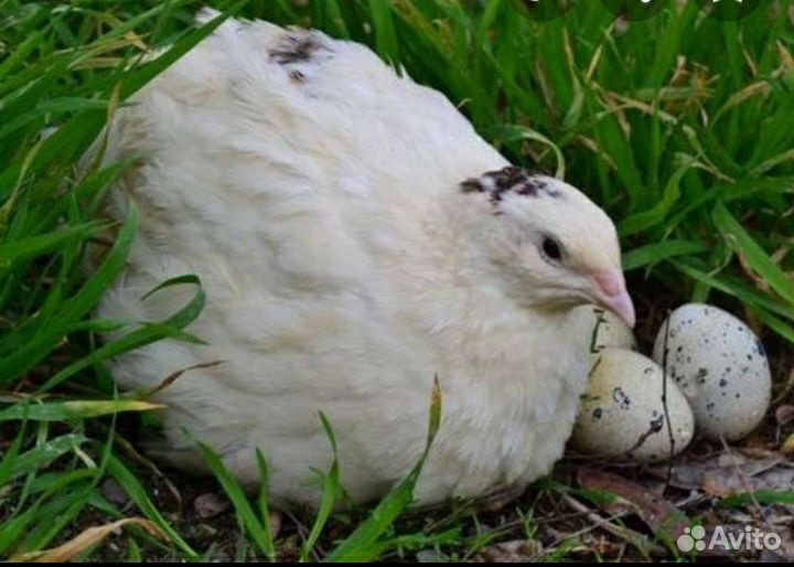 Сельско хозяйственные животные