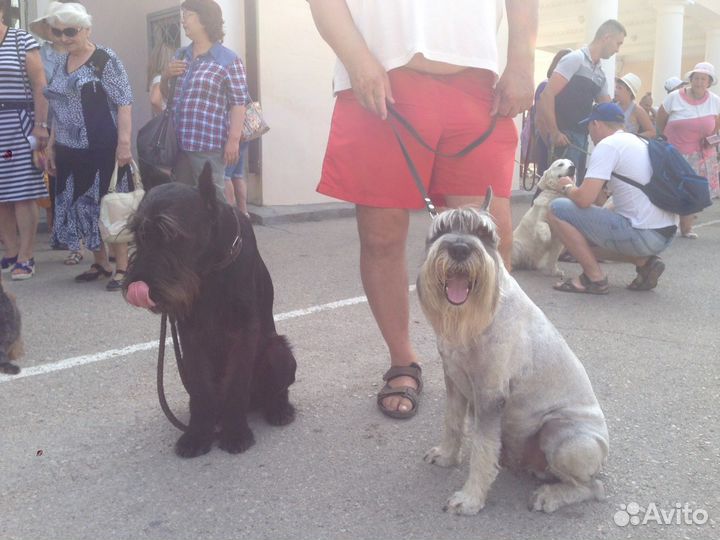 Грумер, стрижка собак любых пород. Вычес кошек