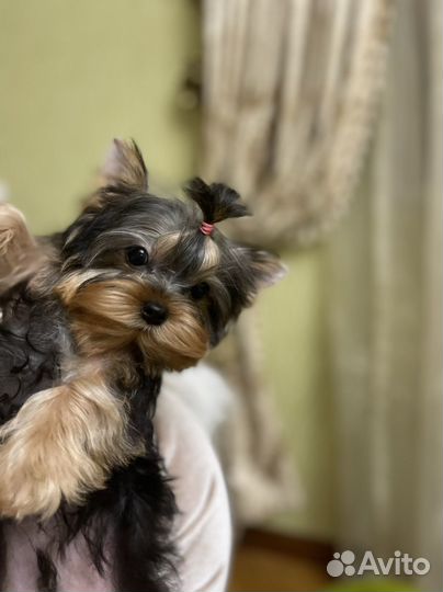 Кукольный мини мальчик йорк