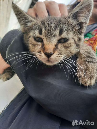 Котенок девочка в добрые руки. Пропадет на заводе