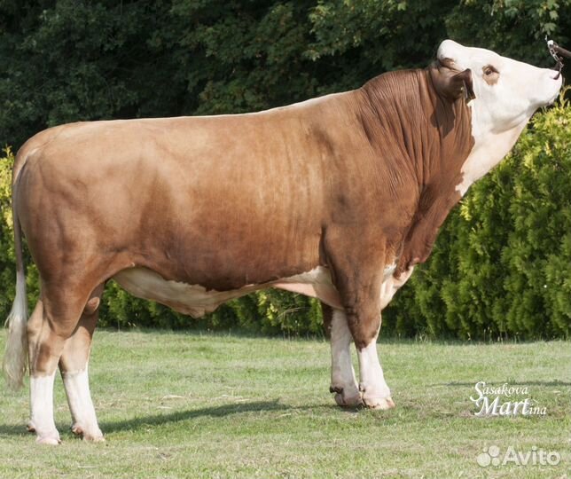 Крс любой котегории на мясо