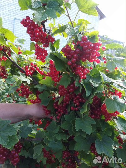 Красная смородина