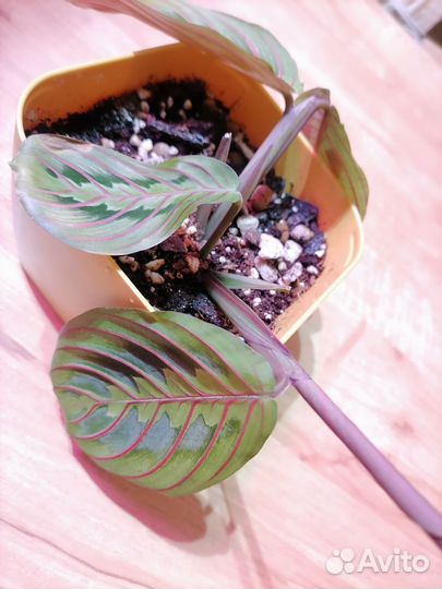 Растение Маранта Фасцинатор Триколор