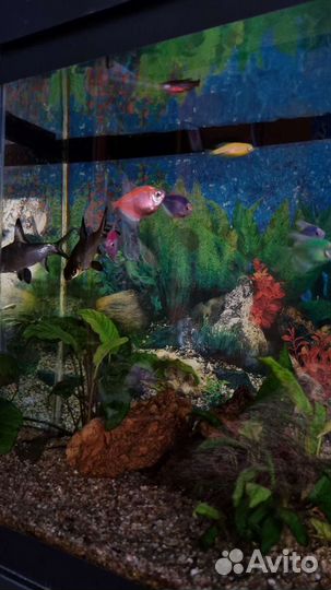 Аквариум