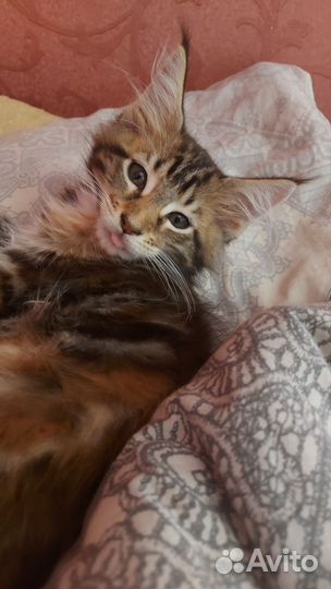 Котята Мейн-кун с документами