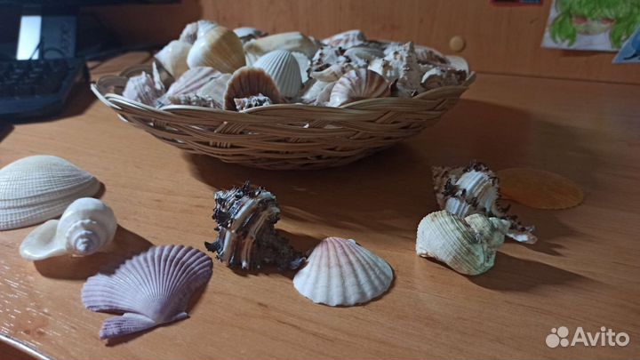 Ракушка декоративная