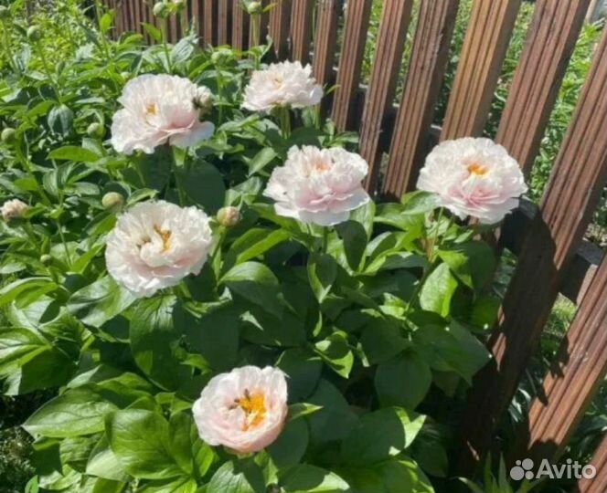 Пион Блашинг Принцесс (О. К. С и З. К. С)