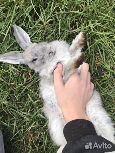 Декоративные кролики вислоухие