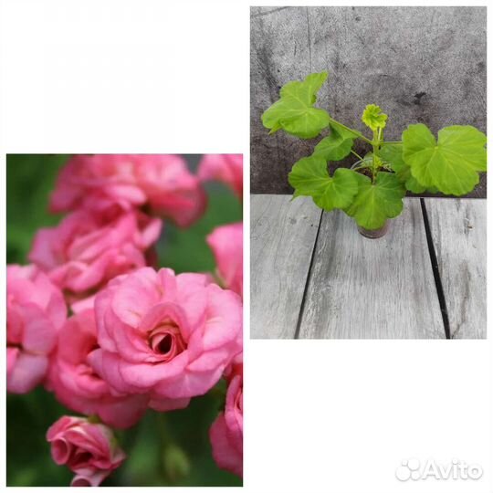Пеларгония сортовая
