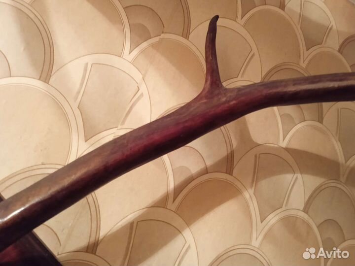 Лосиные рога