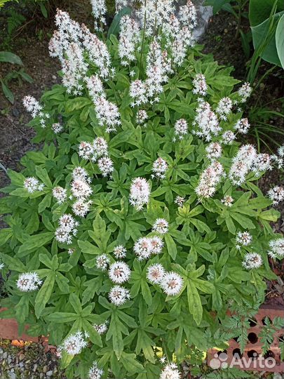 Многолетние цветы