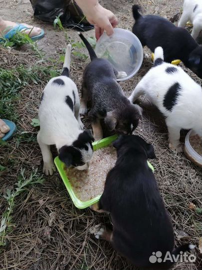 Милые щенки малыши ищут свой дом