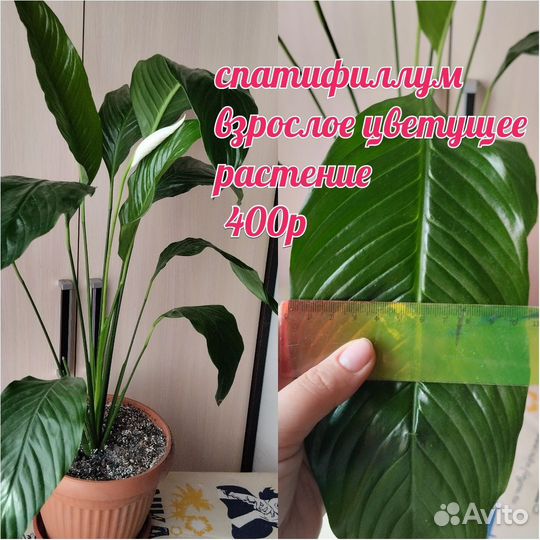 Комнатные растения
