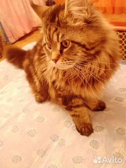 Кот мейн-кун вязка