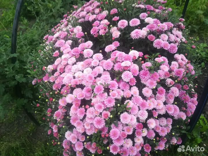 Хризантема растения