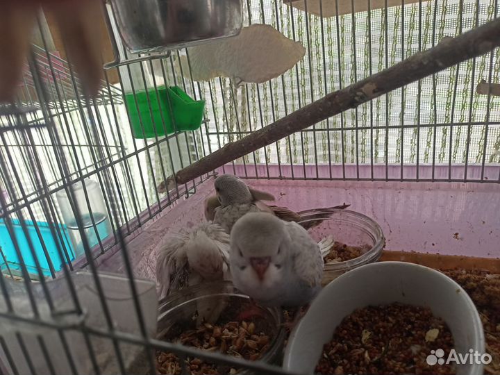 Птенцы волнистый попугай