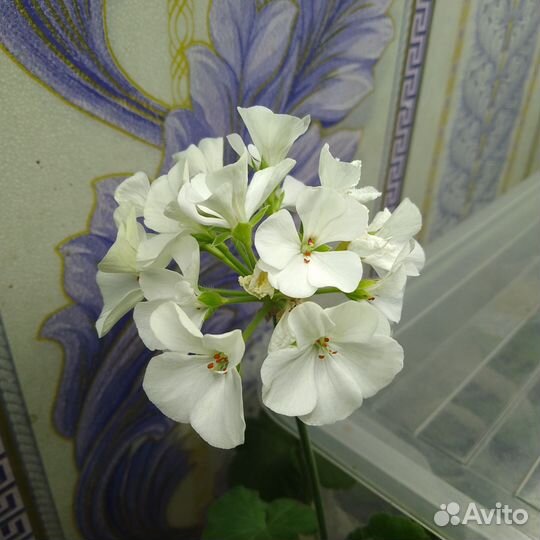Пеларгония герань