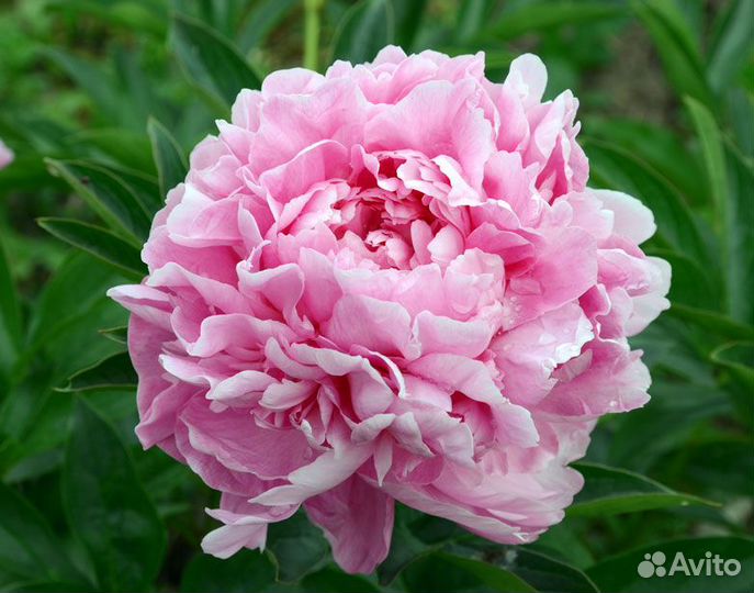 Корни пиона махрового белый и розовый