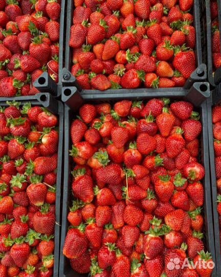 Клубника Свежая Доставка