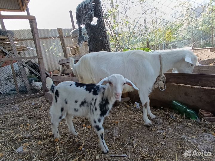 Дойные Зааненские и Нубийские козы и козлята