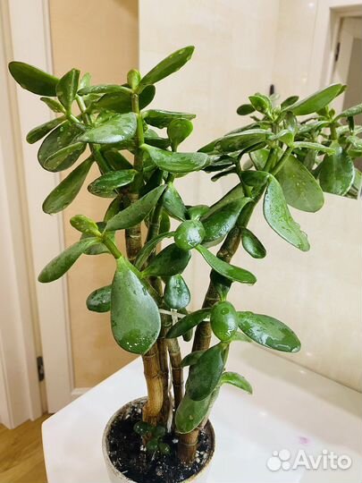 Пеперомия, толстянка, алоэ,хавортия