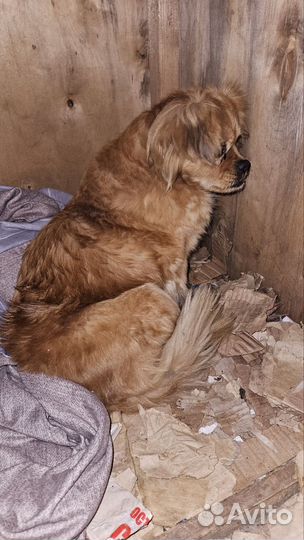 Маленькая собака