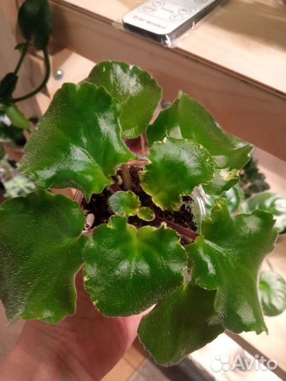 Фиалка, листики, детки