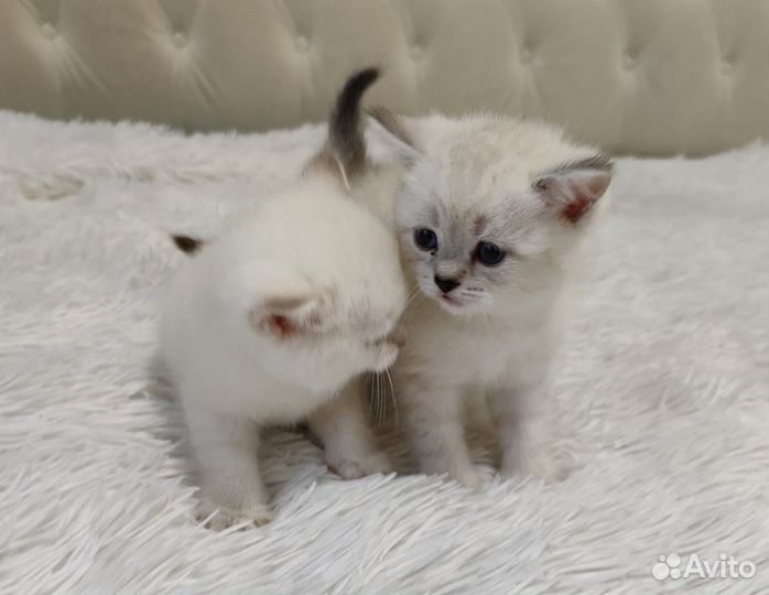 Шотландские котята