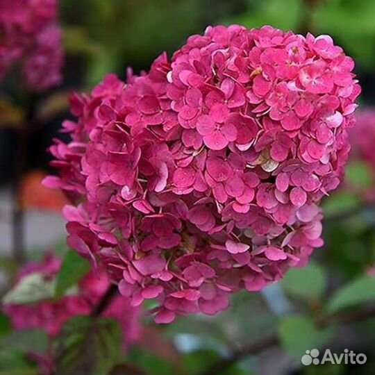 Абрикос, малина, гортензия, лаванда