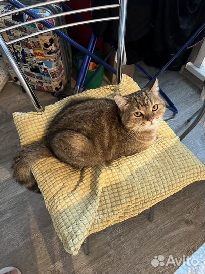 Передержка животных