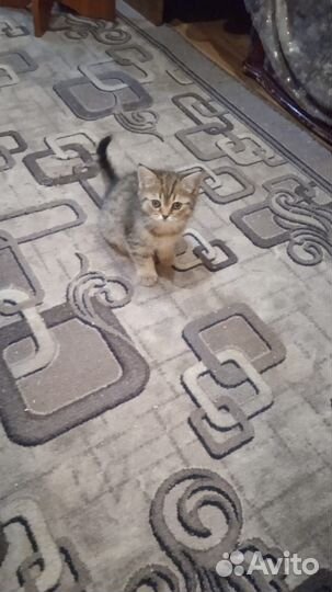 Котята бесплатно