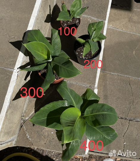 Банан комнатный