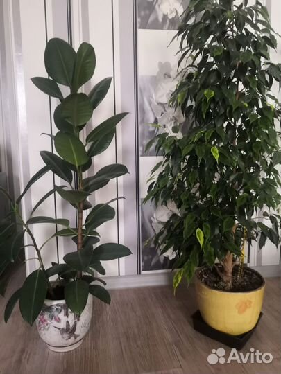 Комнатные растения цветы большие