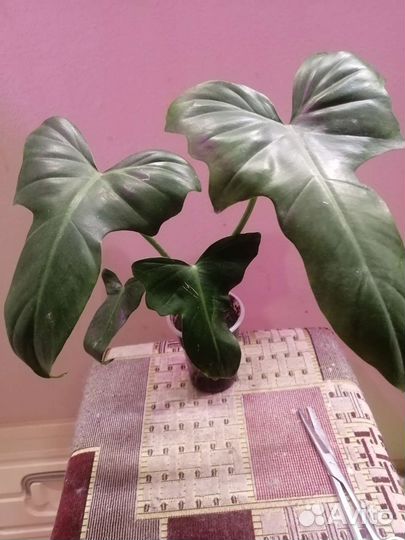 Цветные разные