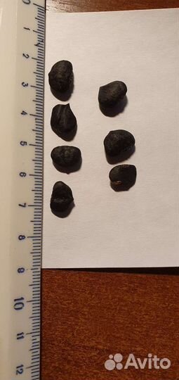 Магнолия Суланжа семена