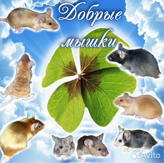 Милые мышки