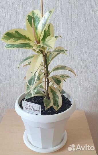 Фикус Мелани вариагатный