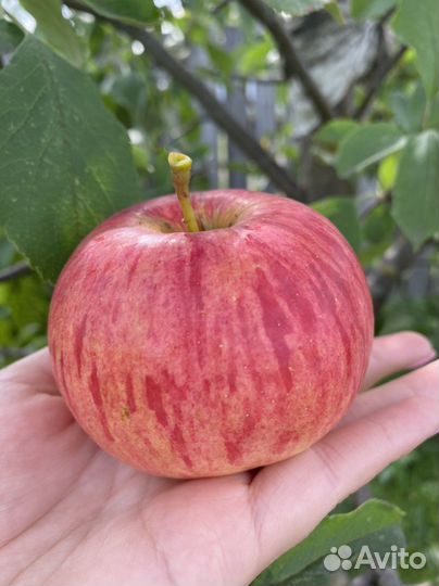 Саженцы яблонь, возраст 2 года. Полукарлик